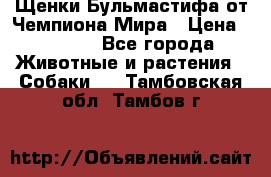 Щенки Бульмастифа от Чемпиона Мира › Цена ­ 1 000 - Все города Животные и растения » Собаки   . Тамбовская обл.,Тамбов г.